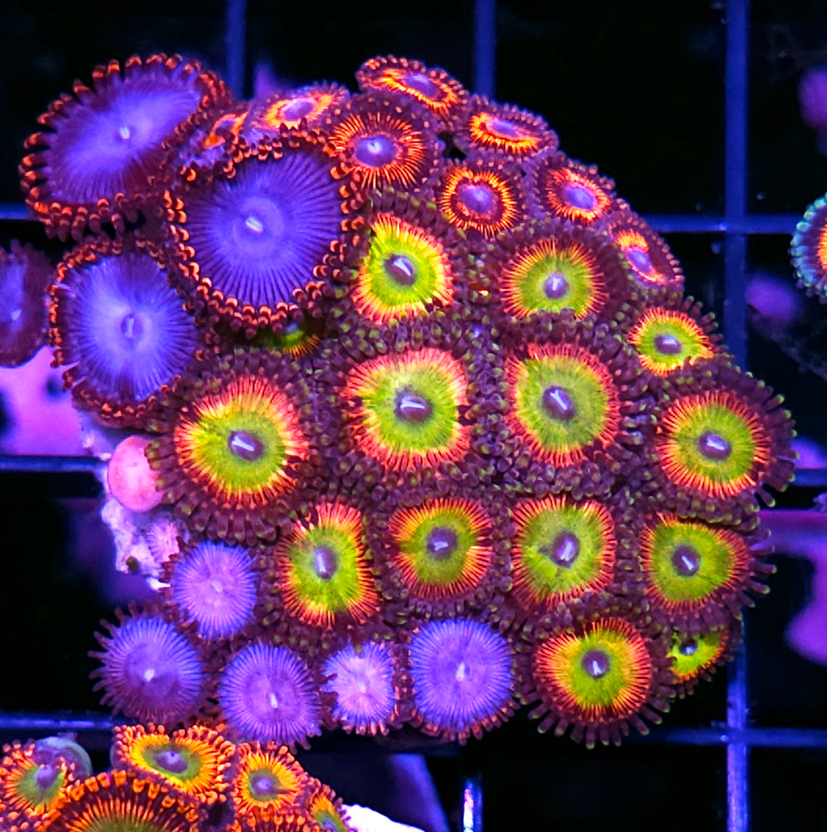 God of War, Spiderman, Raptors Rainbow Zoa Mix Colony