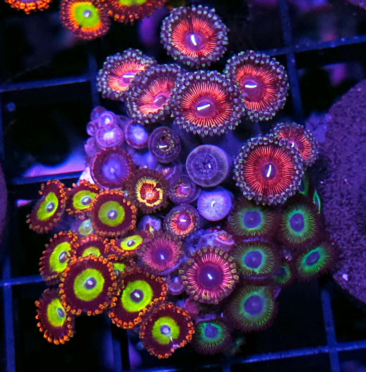 Total Insanity Mix Zoa Colony