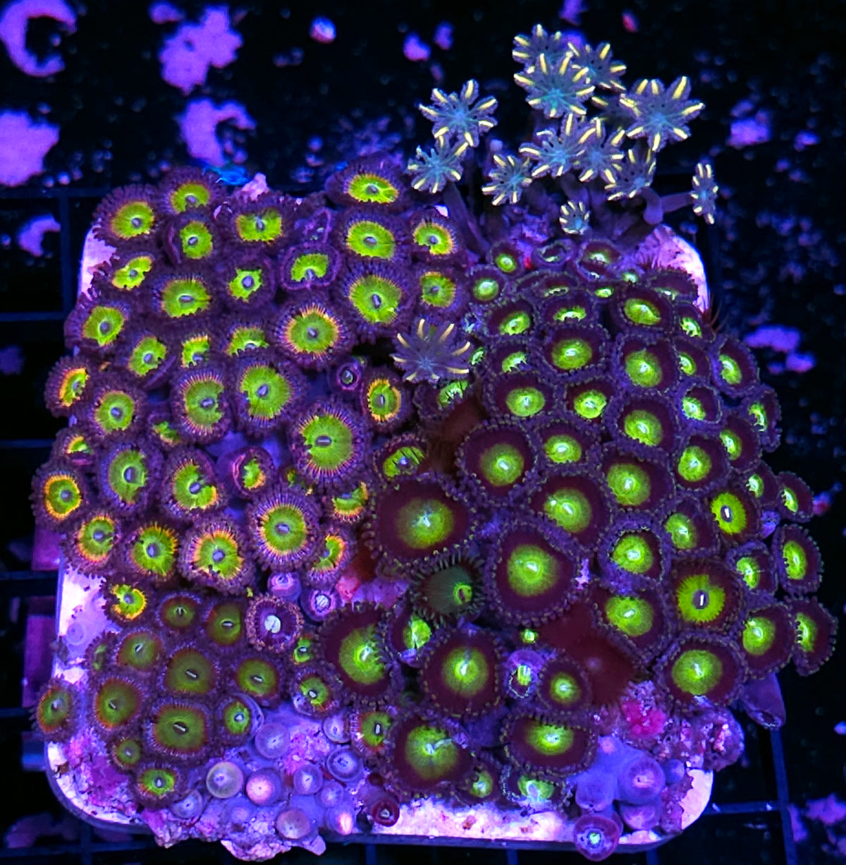 5" Latin Lover,  Halloween Clove, Pink Rhino Zoa Colony