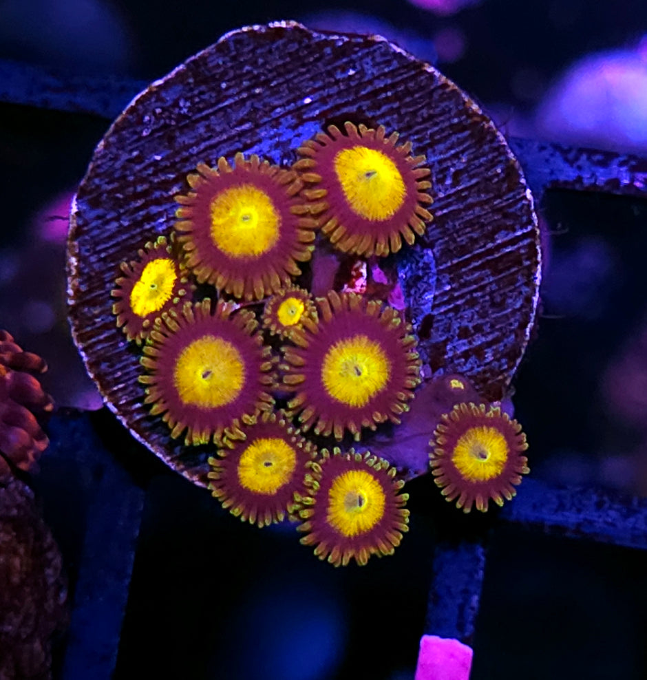 King Midas Zoas
