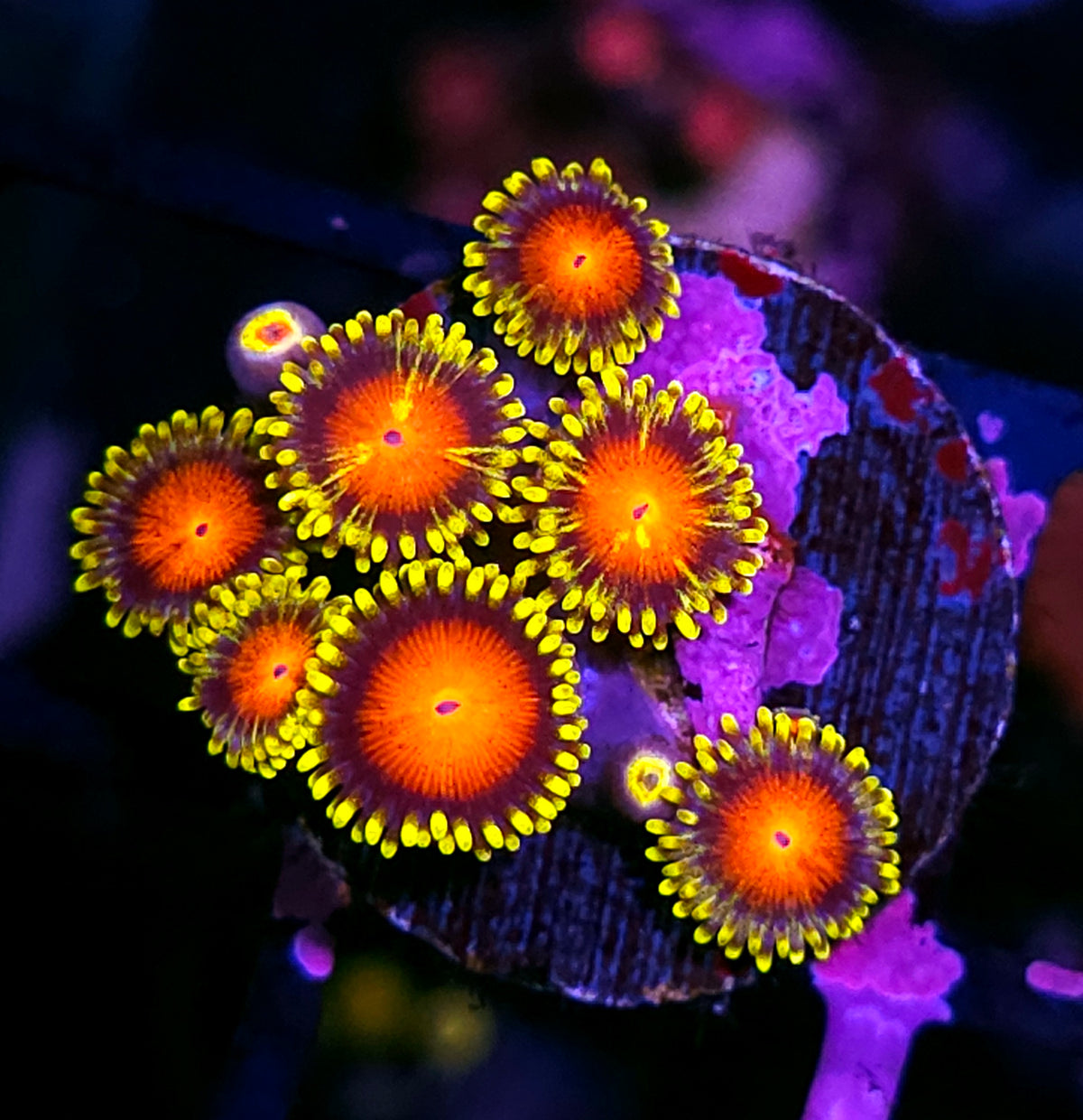 Sunflower Zoas