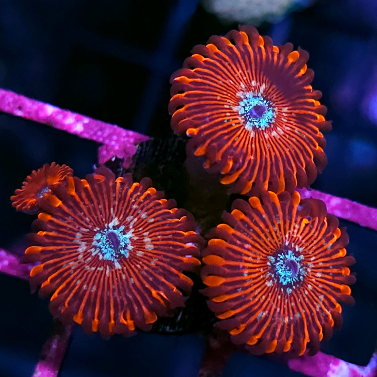 Salted Agave Zoas