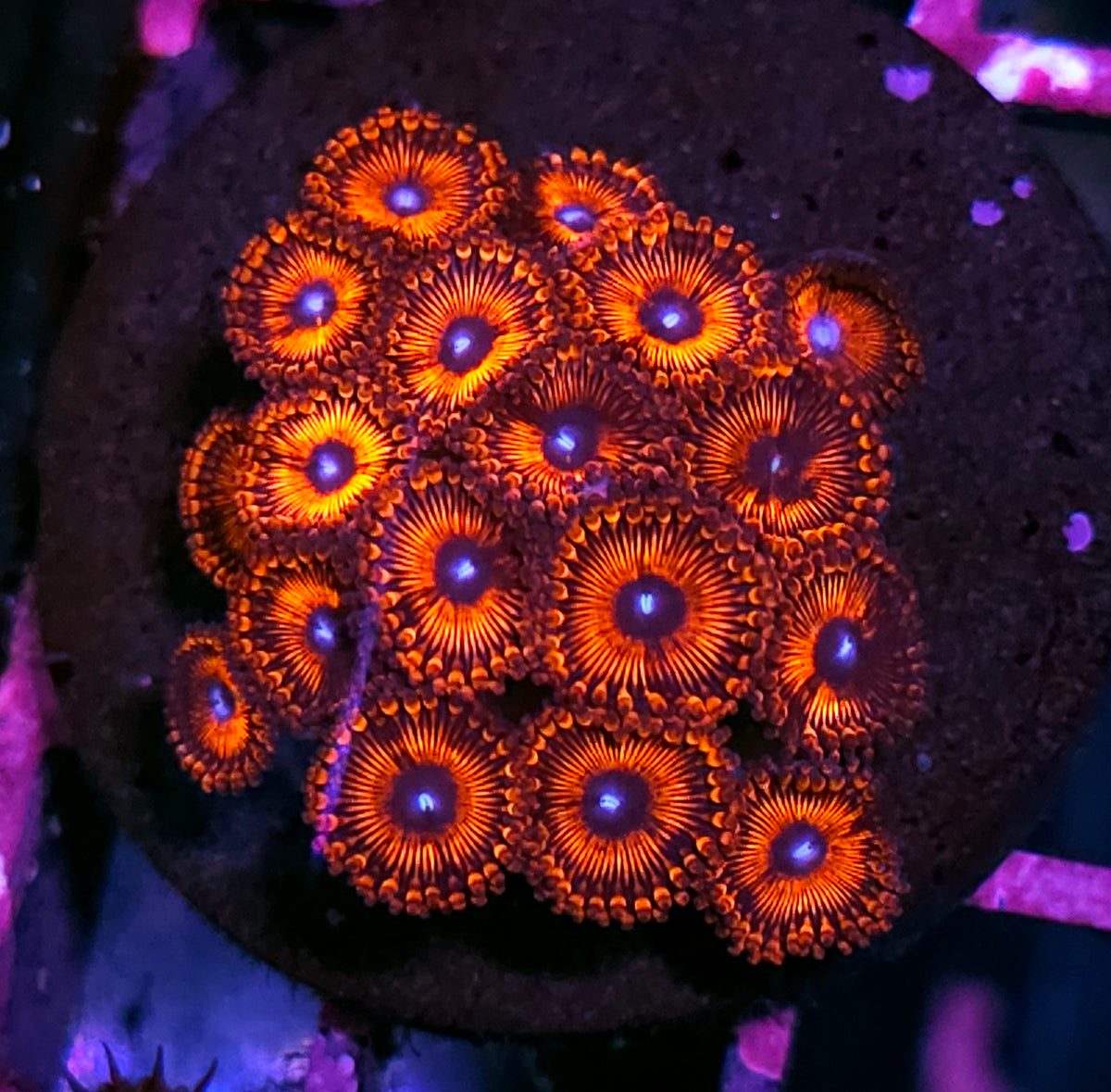 HF Demonica Zoa Colony