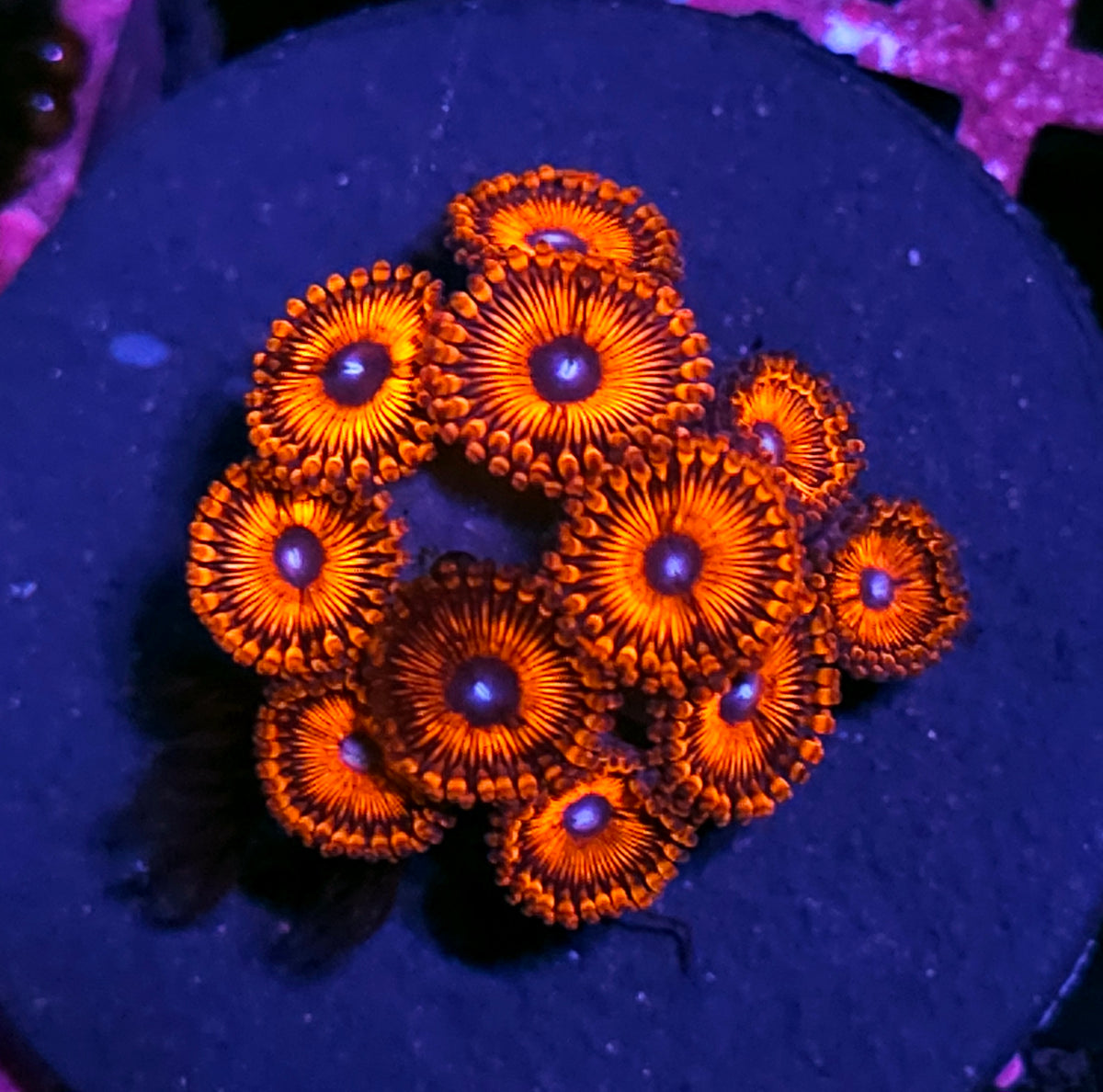 HF Demonica Zoas