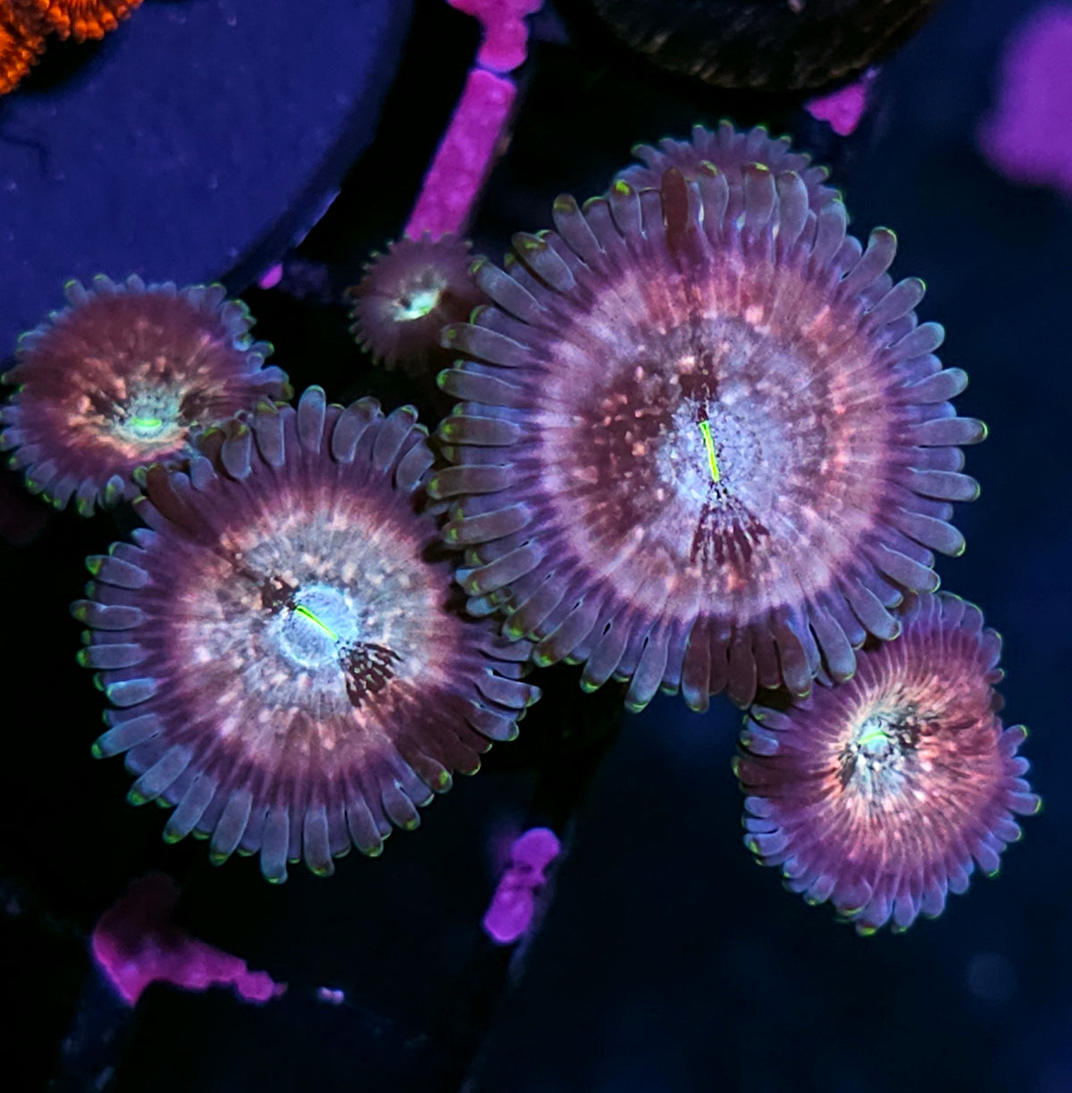 Cosmic Space Monster Zoas
