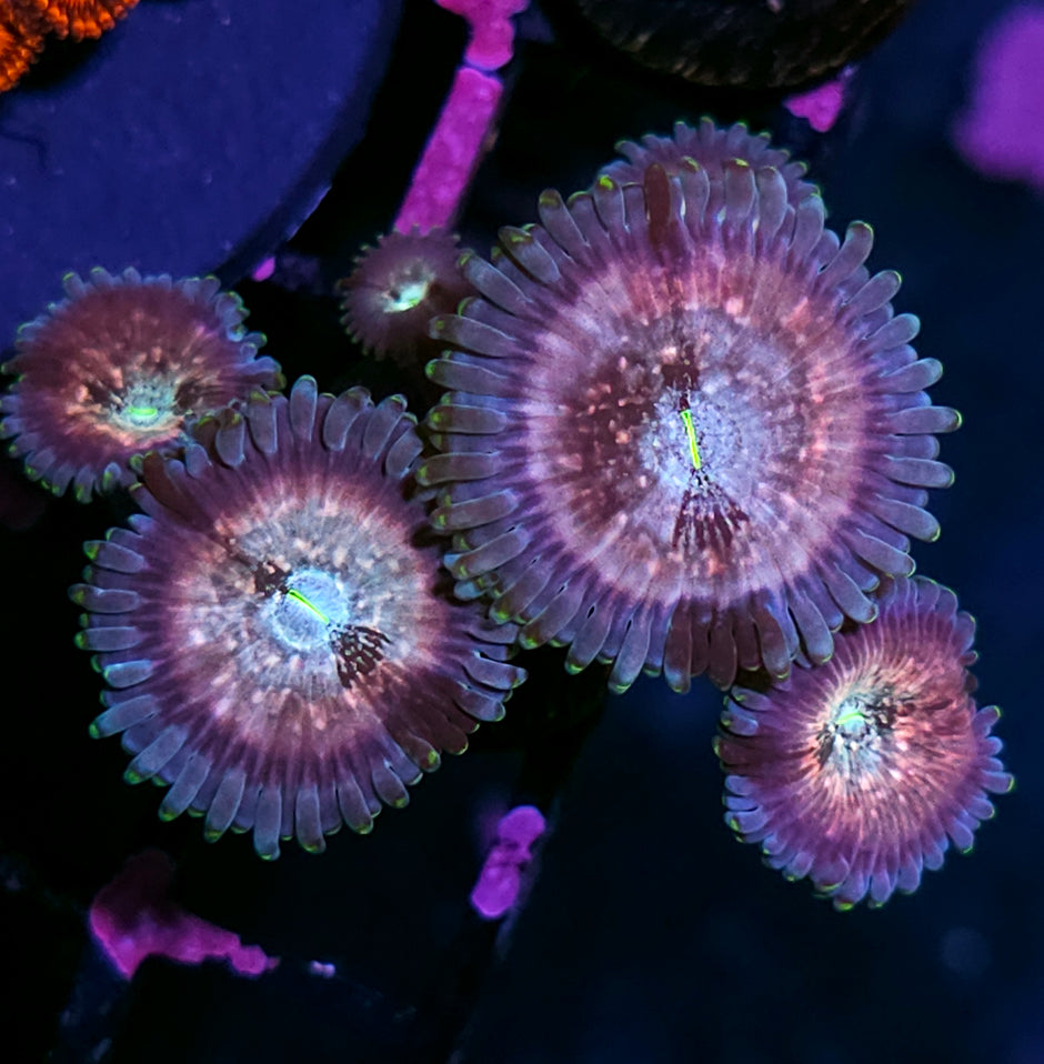 Cosmic Space Monster Zoas