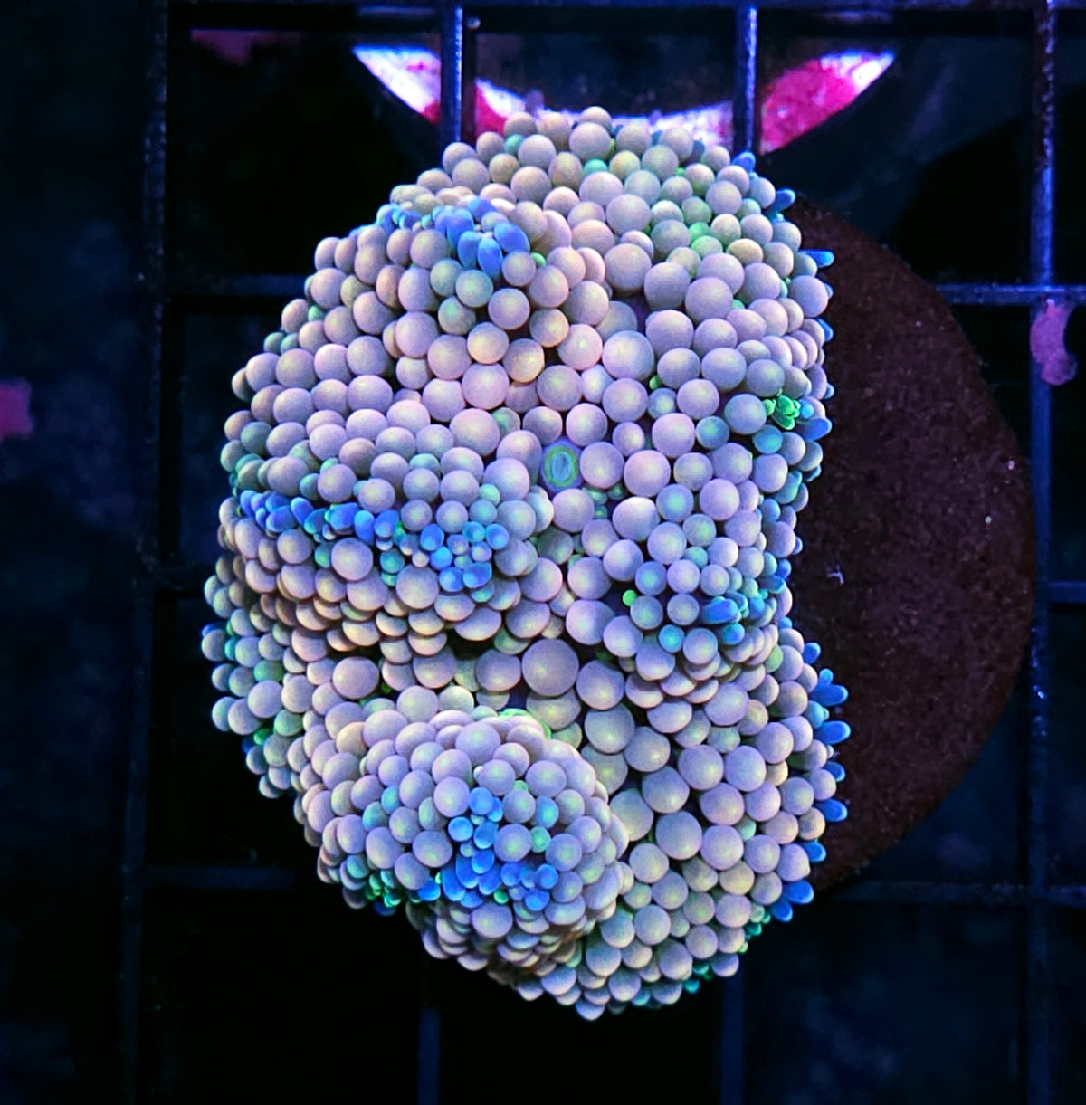 Opal Dreams Ricordea