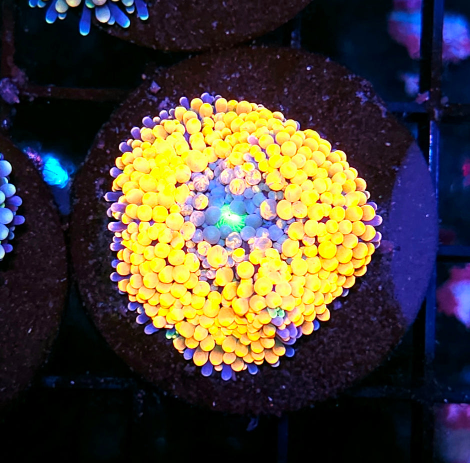 Soul Glow Ricordea