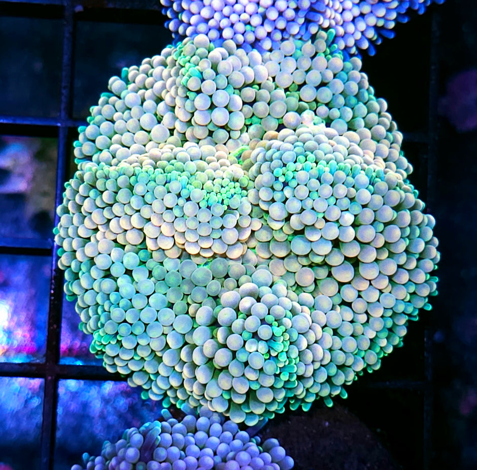 Kush Candy Ricordea