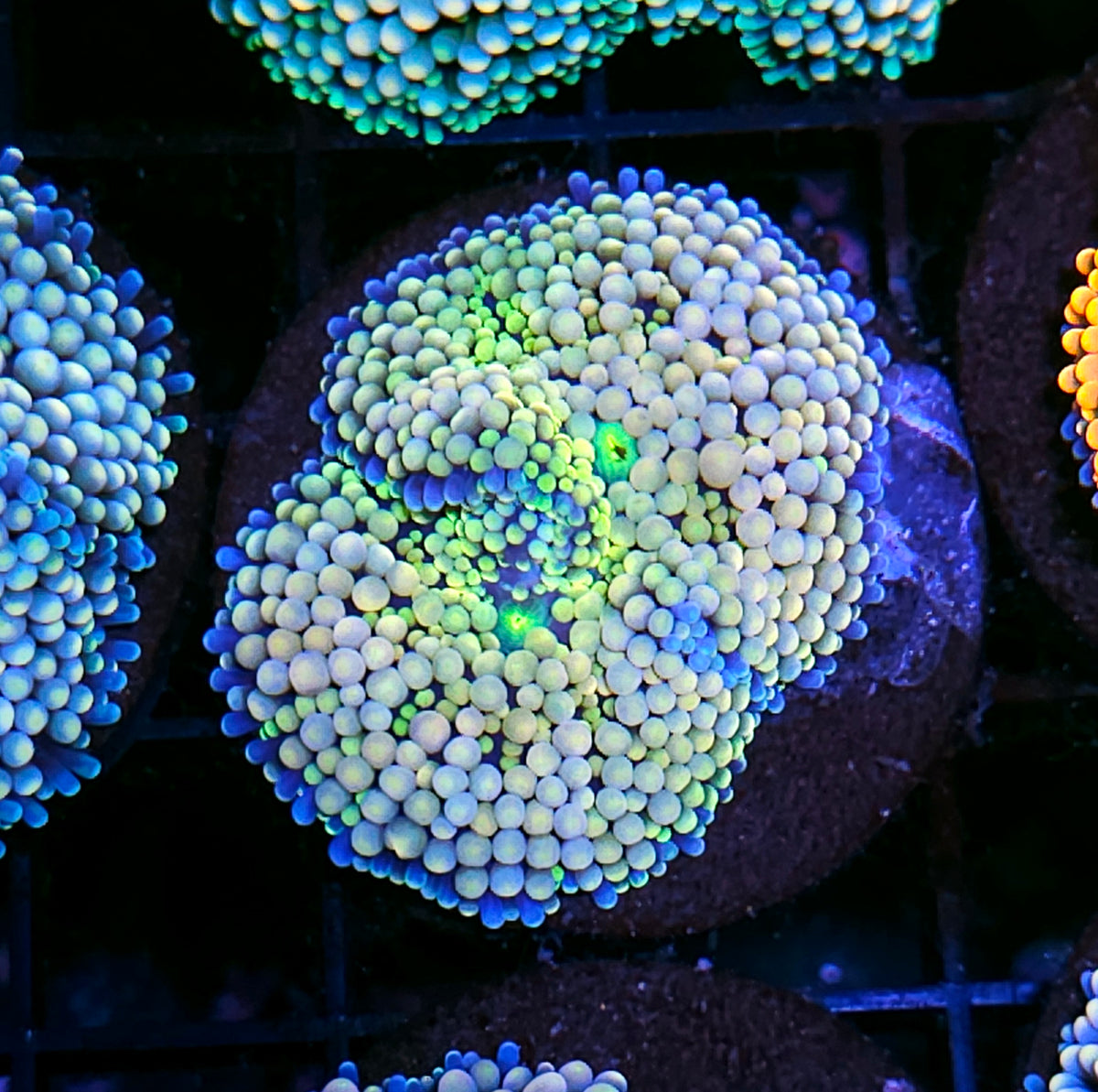Sun Pearls Ricordea