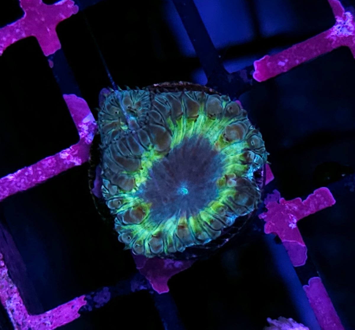 HF Cosmic Glimmer Indonesian Blasto