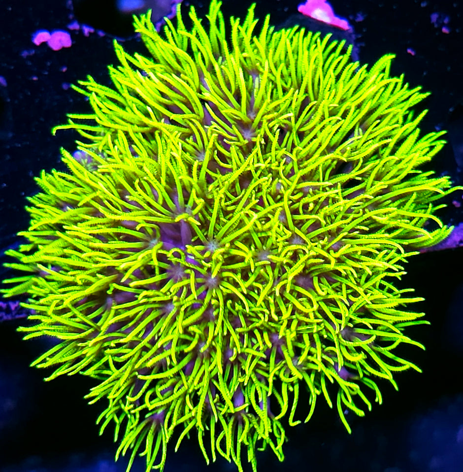 Epic GSP Sm Colony