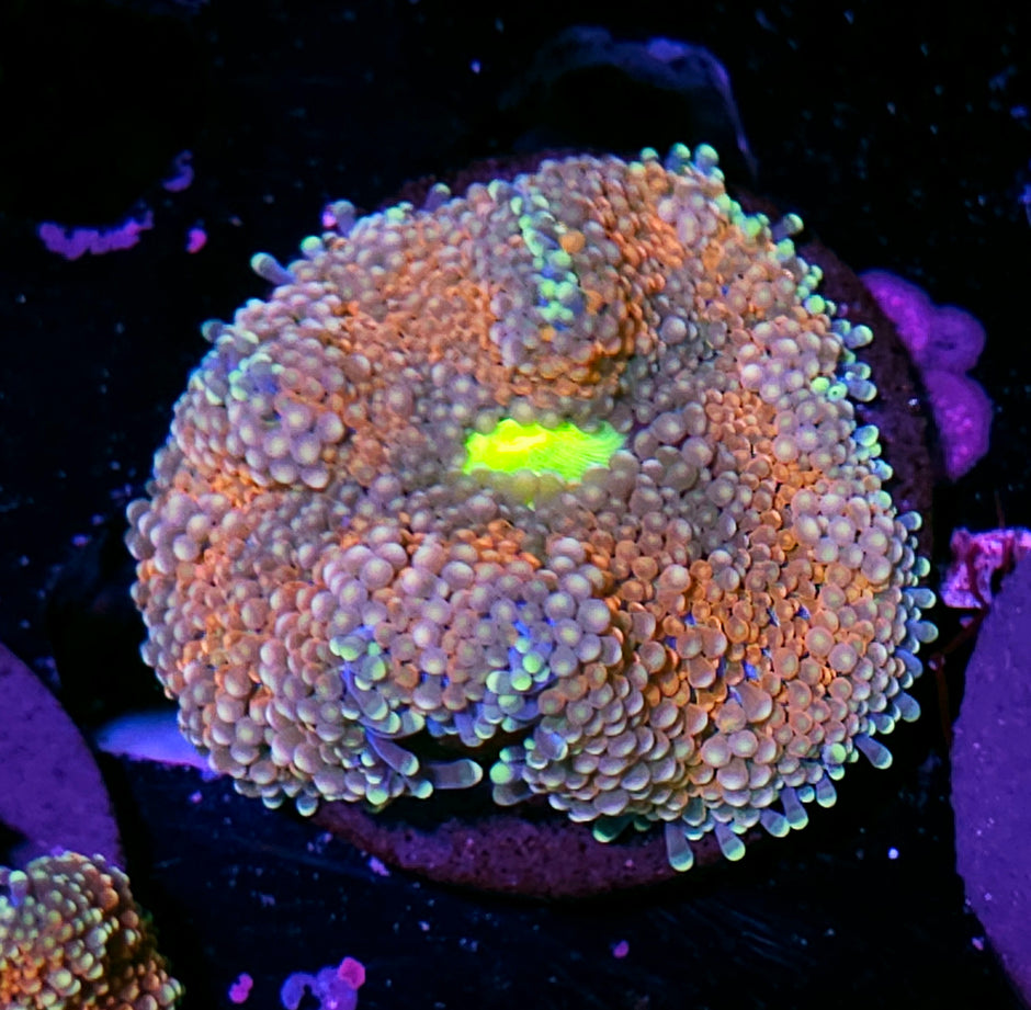 Fright Night Atlantic Yuma (False Ricordea)