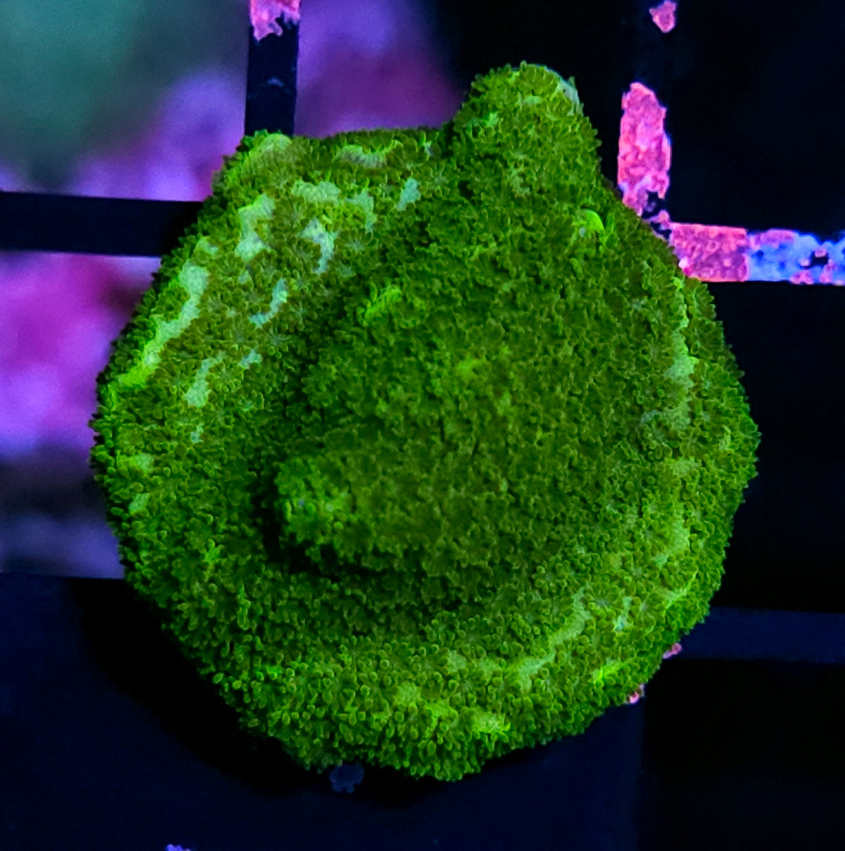 HF Avocado 🥑 Toast Montipora