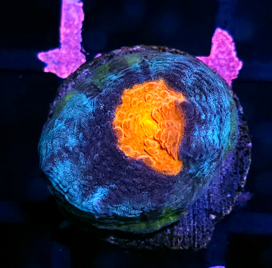 Eye of Titan Chalice
