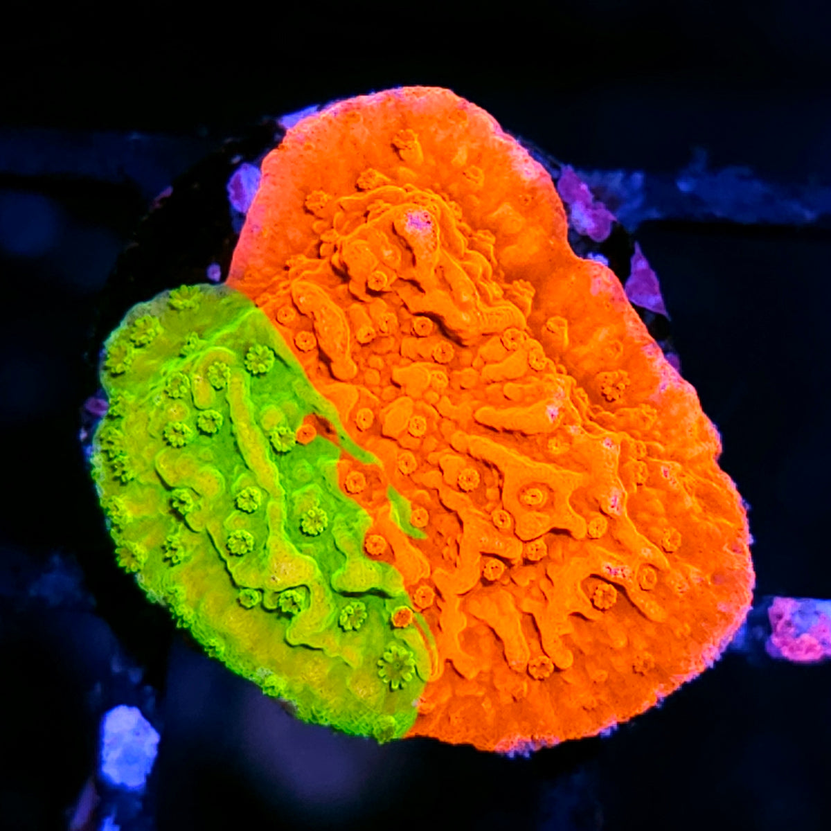 WWC Grafted Montipora 🥵