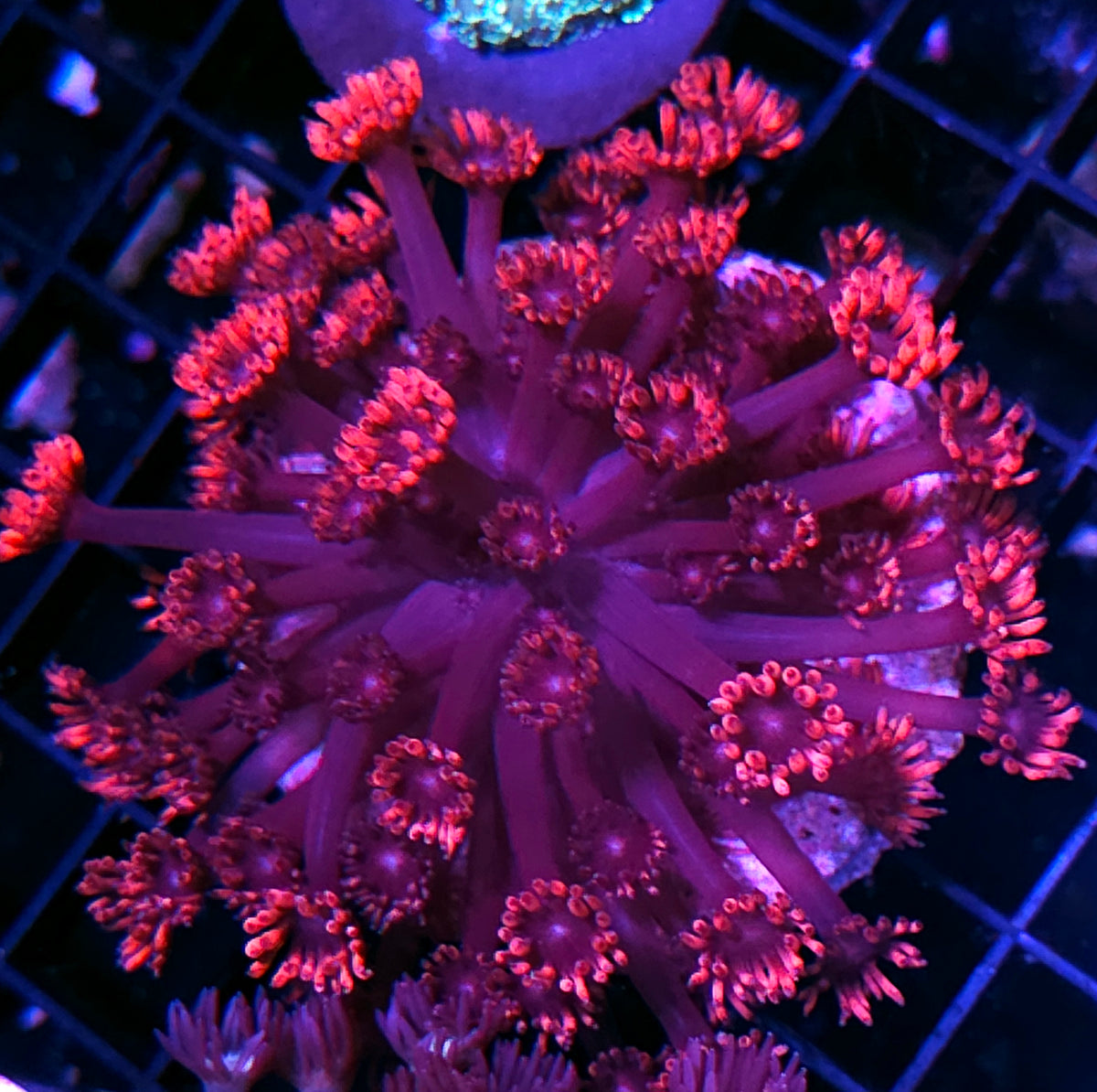 Blood Lotus Goniopora