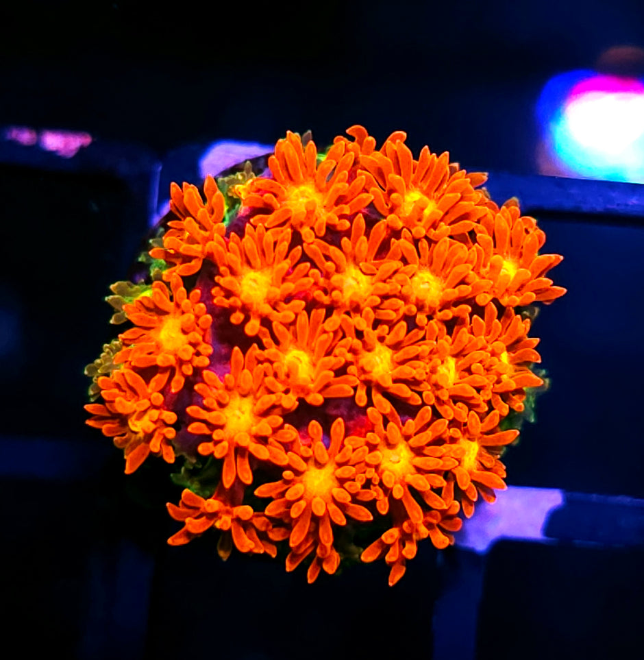 TG Fire Flower Bernardpora