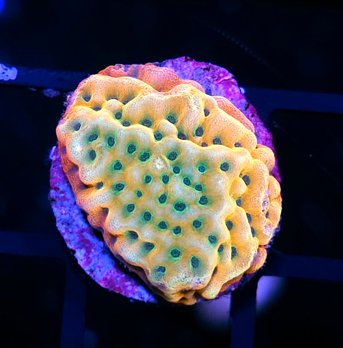 JF Beach Bum Montipora