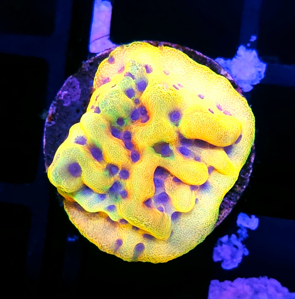 HF Acid Trip Montipora