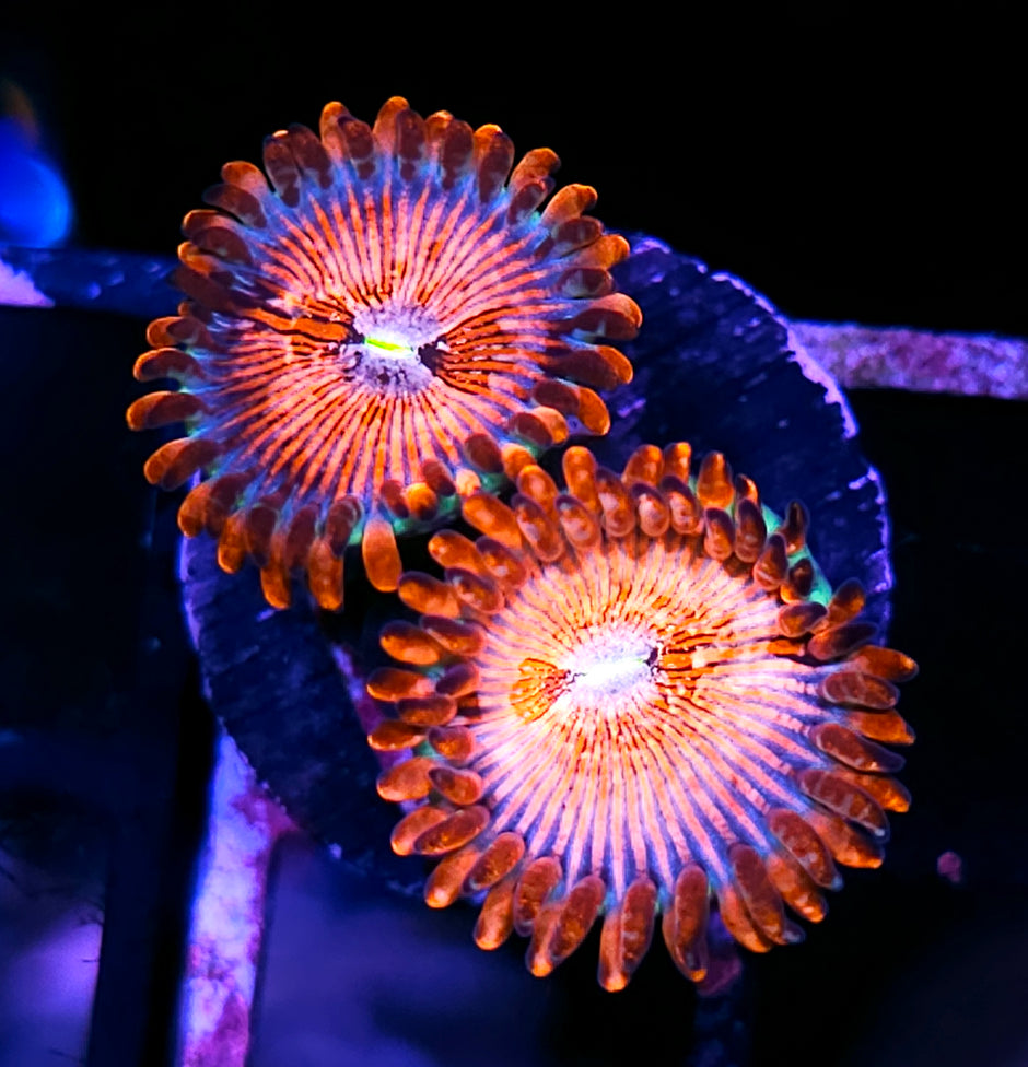 OG Zoa Hunter Seduction Zoas