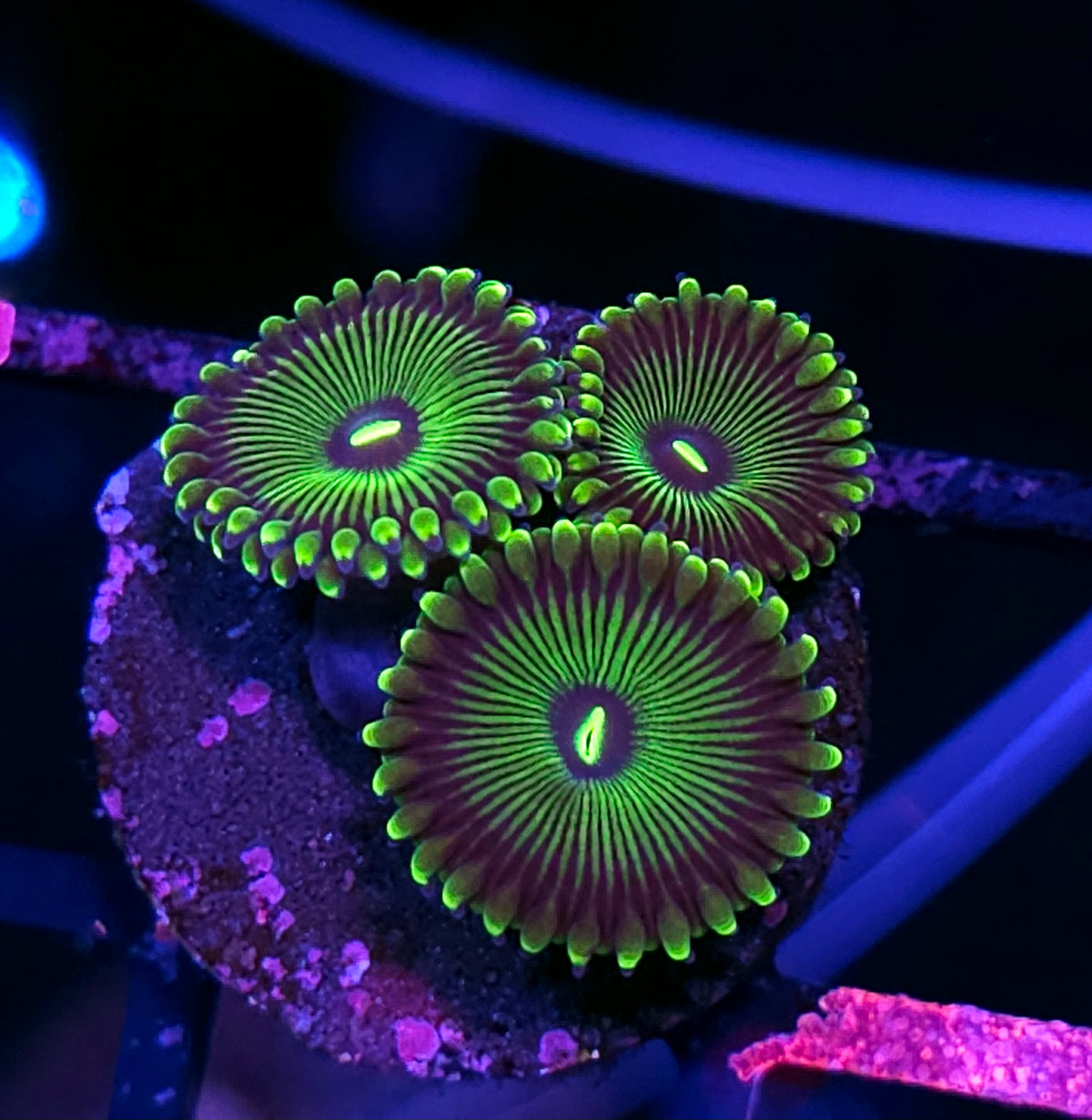 HF Grouchy Green PE Zoas