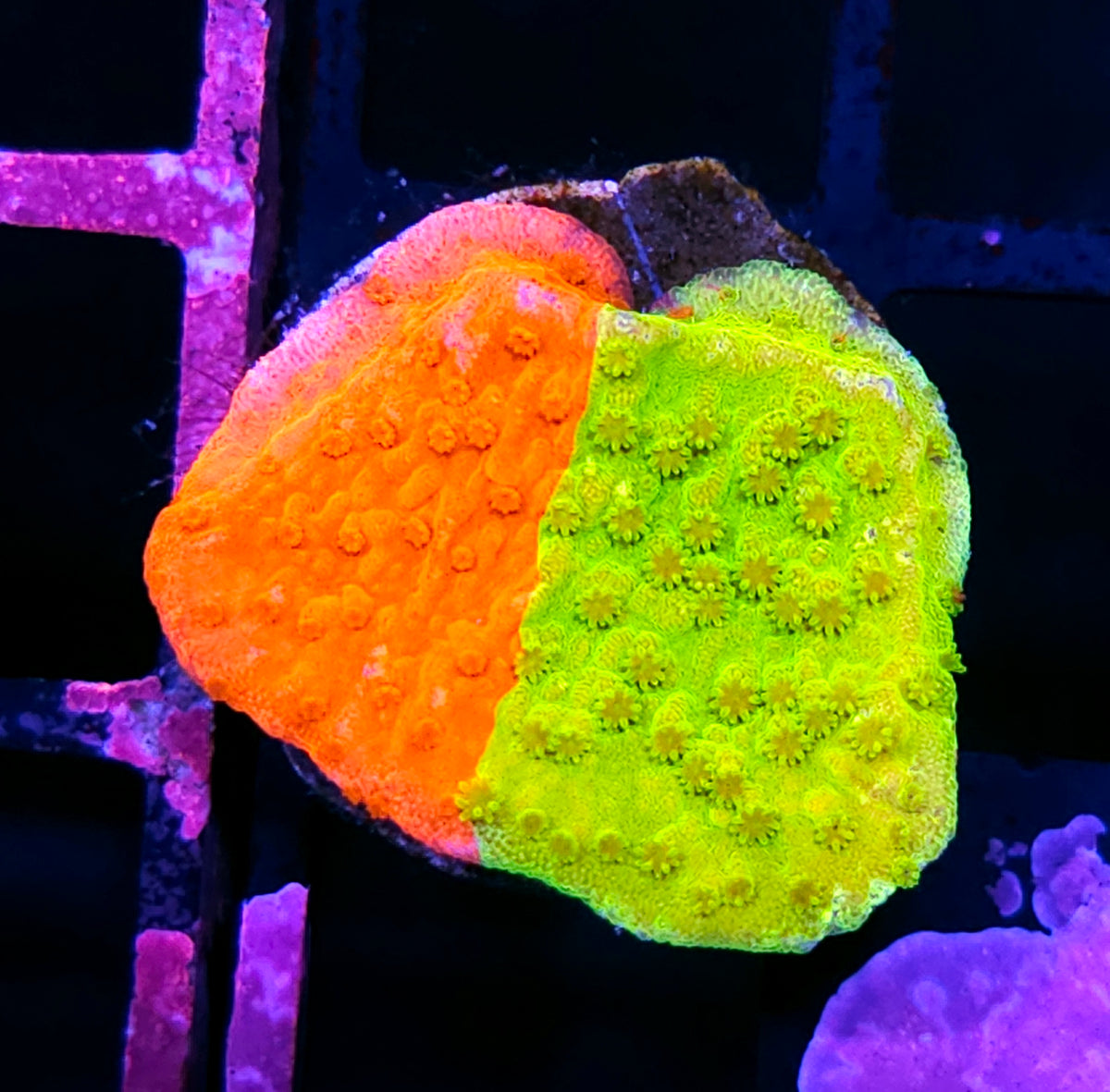 WWC Grafted Montipora INSANITY