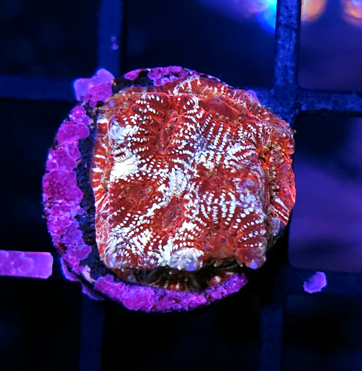 HF Time Rift Favia