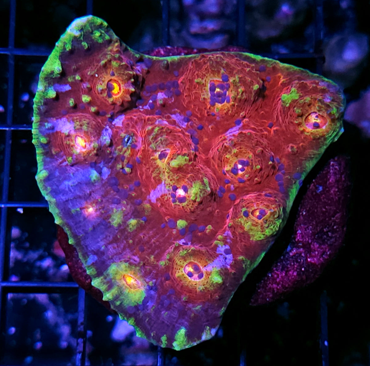 4" HF Eternity Rainbow Chalice Colony