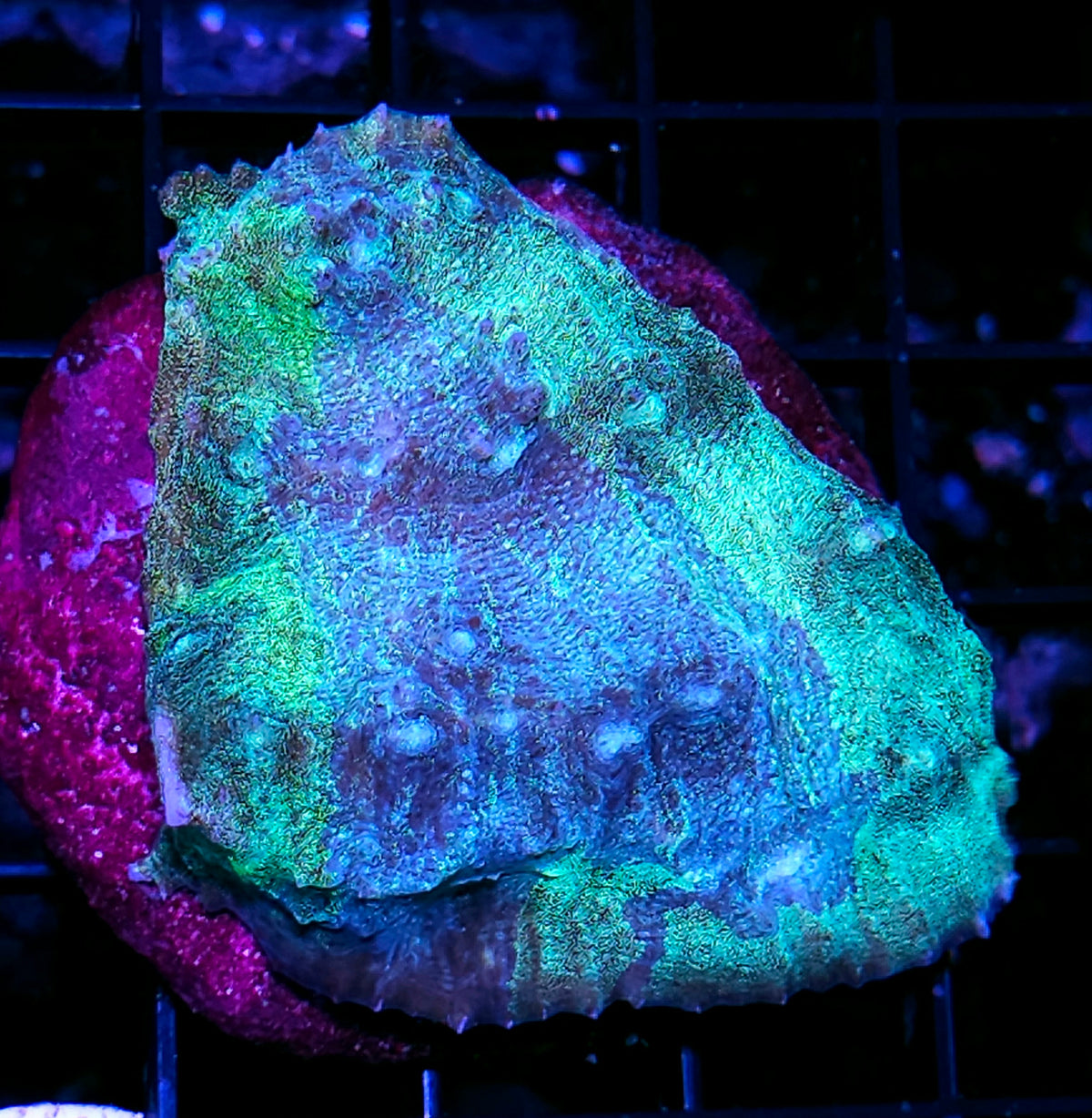 3-4" Waterslide Chalice Colony
