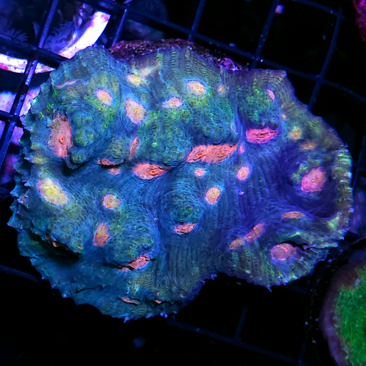 4" HF Bubble Gum Monster Chalice Colony INSANE