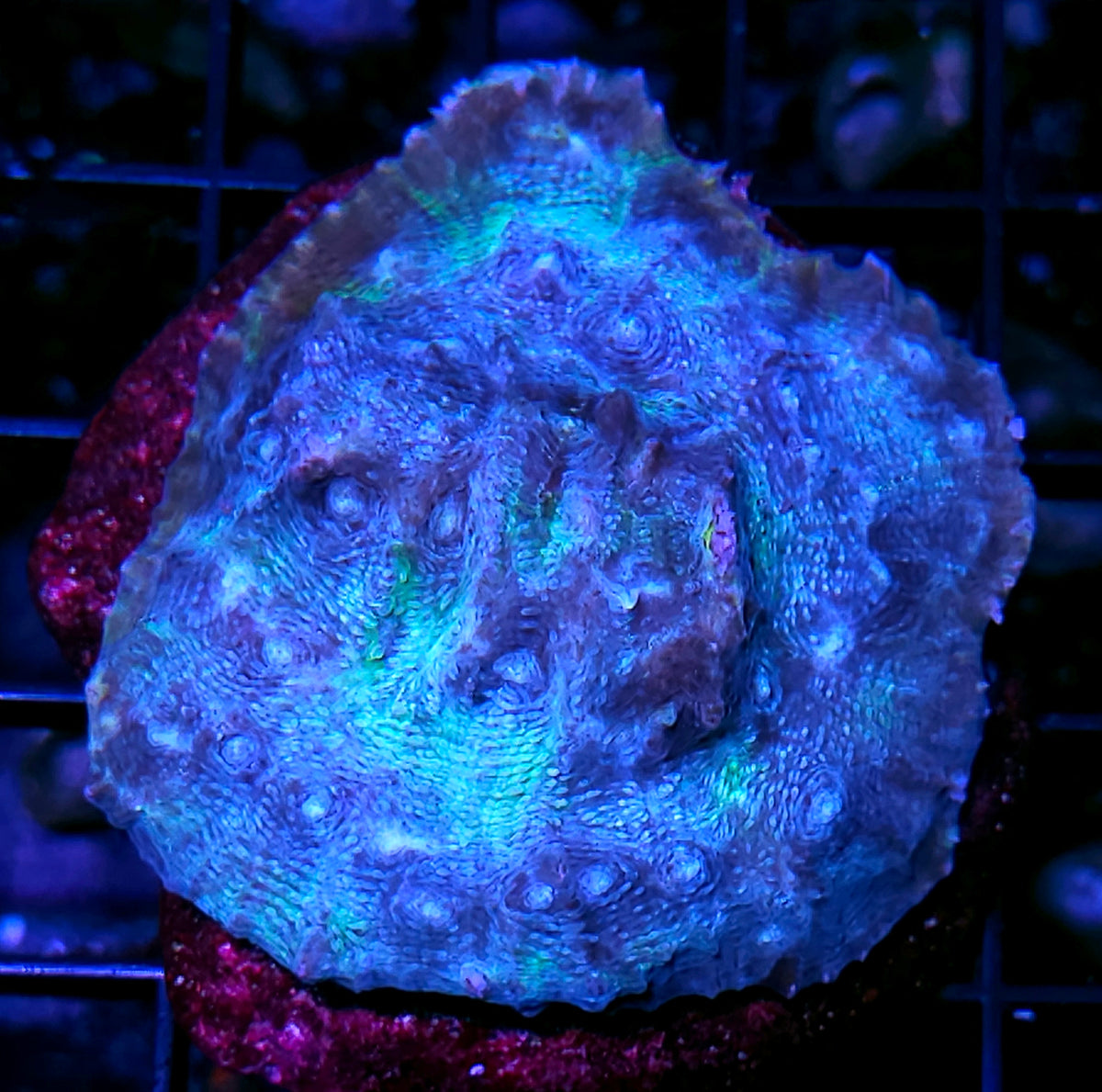 3-4" Glacier Frost Chalice Colony