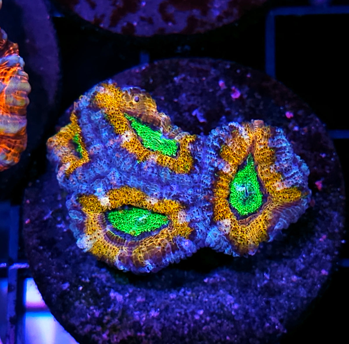HF Shell Shocked Acan