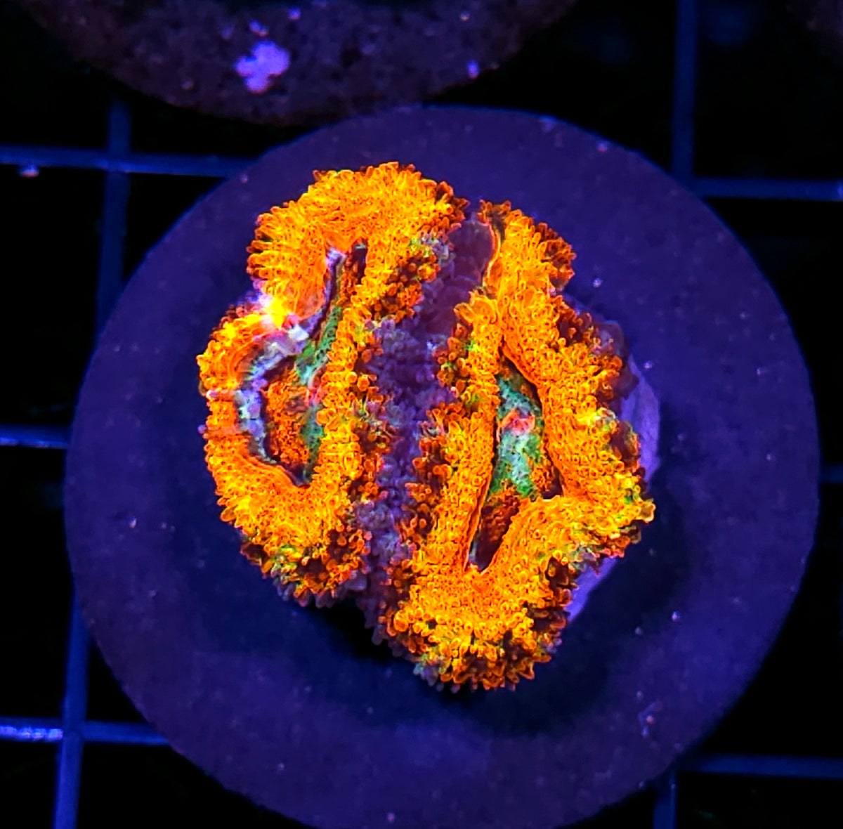 HF Hellfire Hurricane Acan