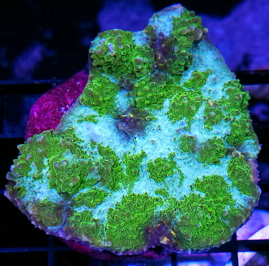 4" Swamp Gas Chalice Colony