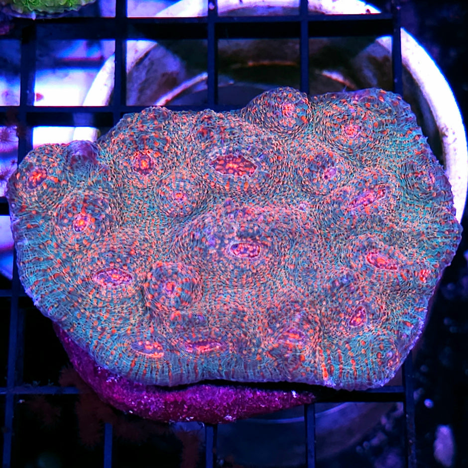 4" Razmatazz Chalice Colony 💪🥵