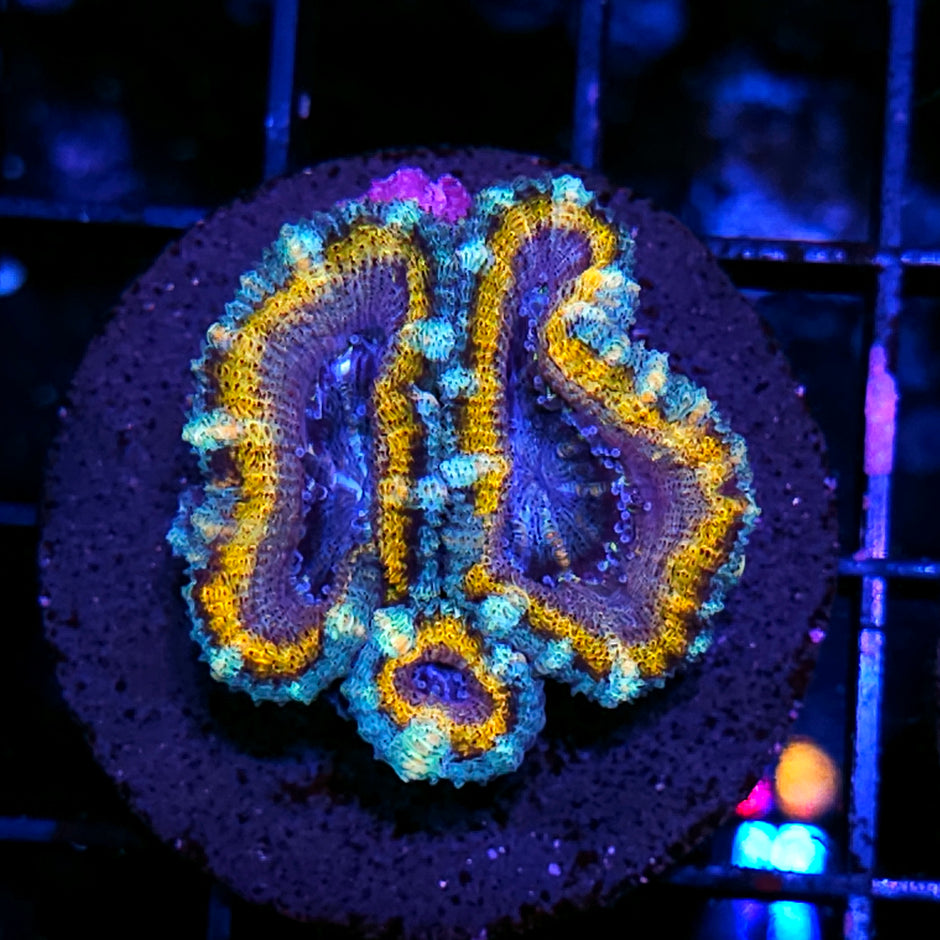 HF Voodoo Acan