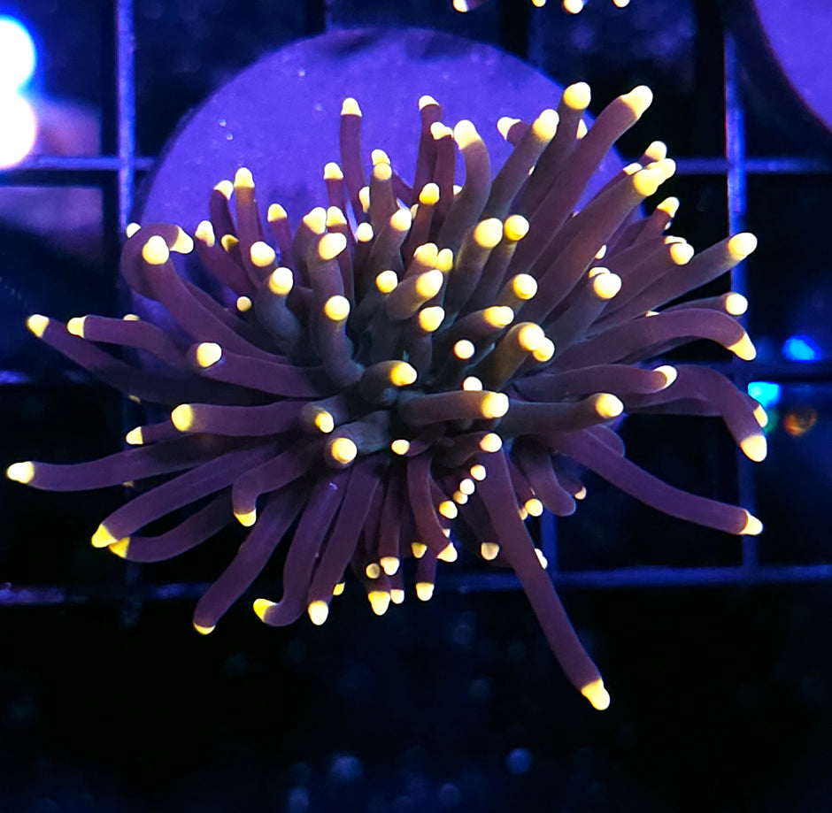 Gumdrop Torch