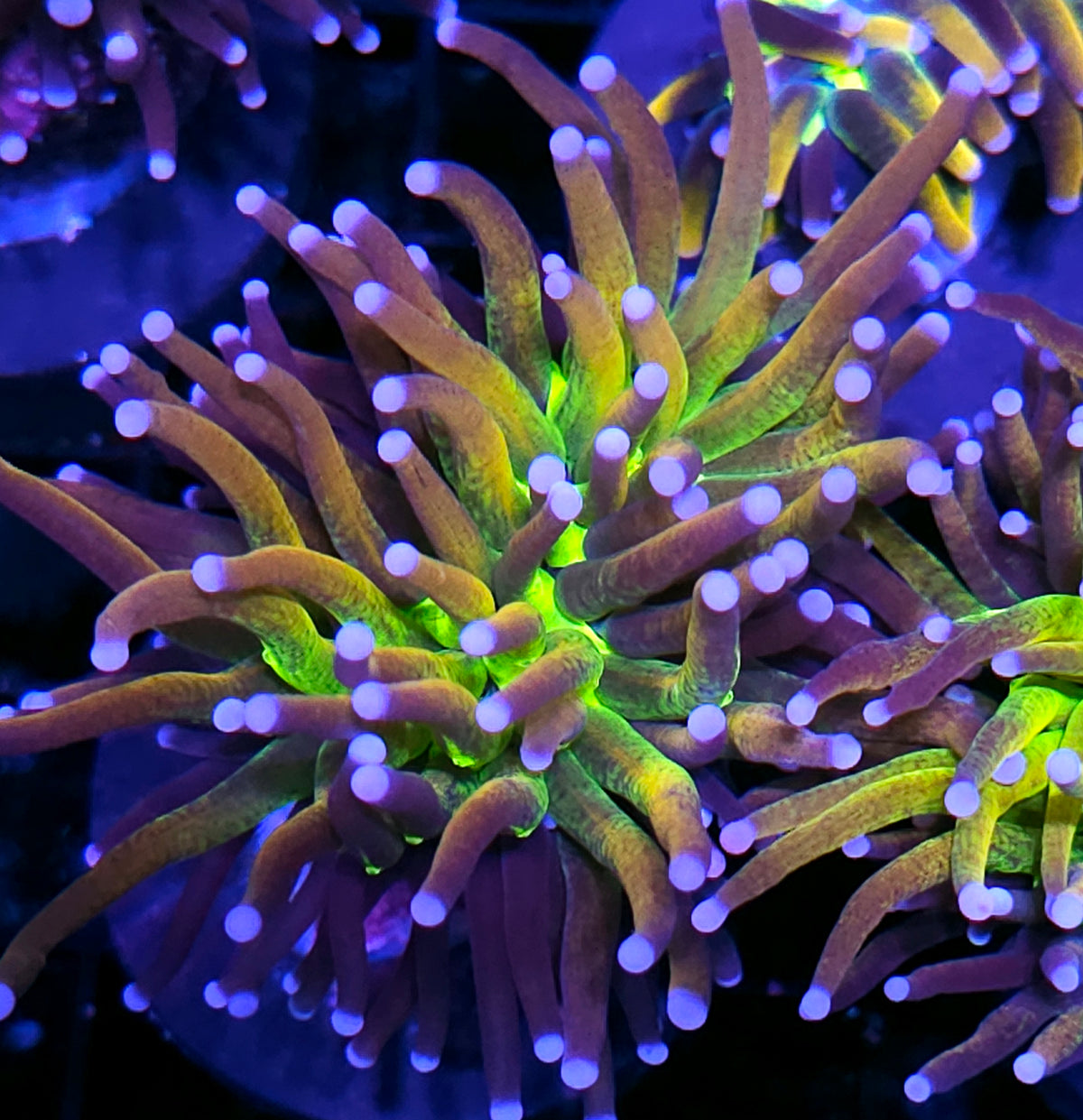 Tigernana Torch