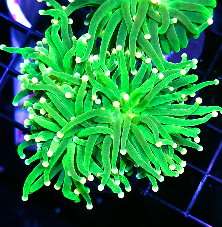 Orange Tip Skittles Torch