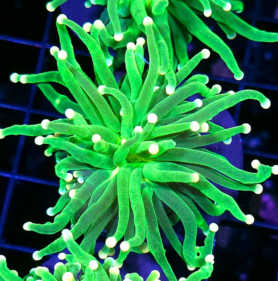 Orange Tip Skittles Torch