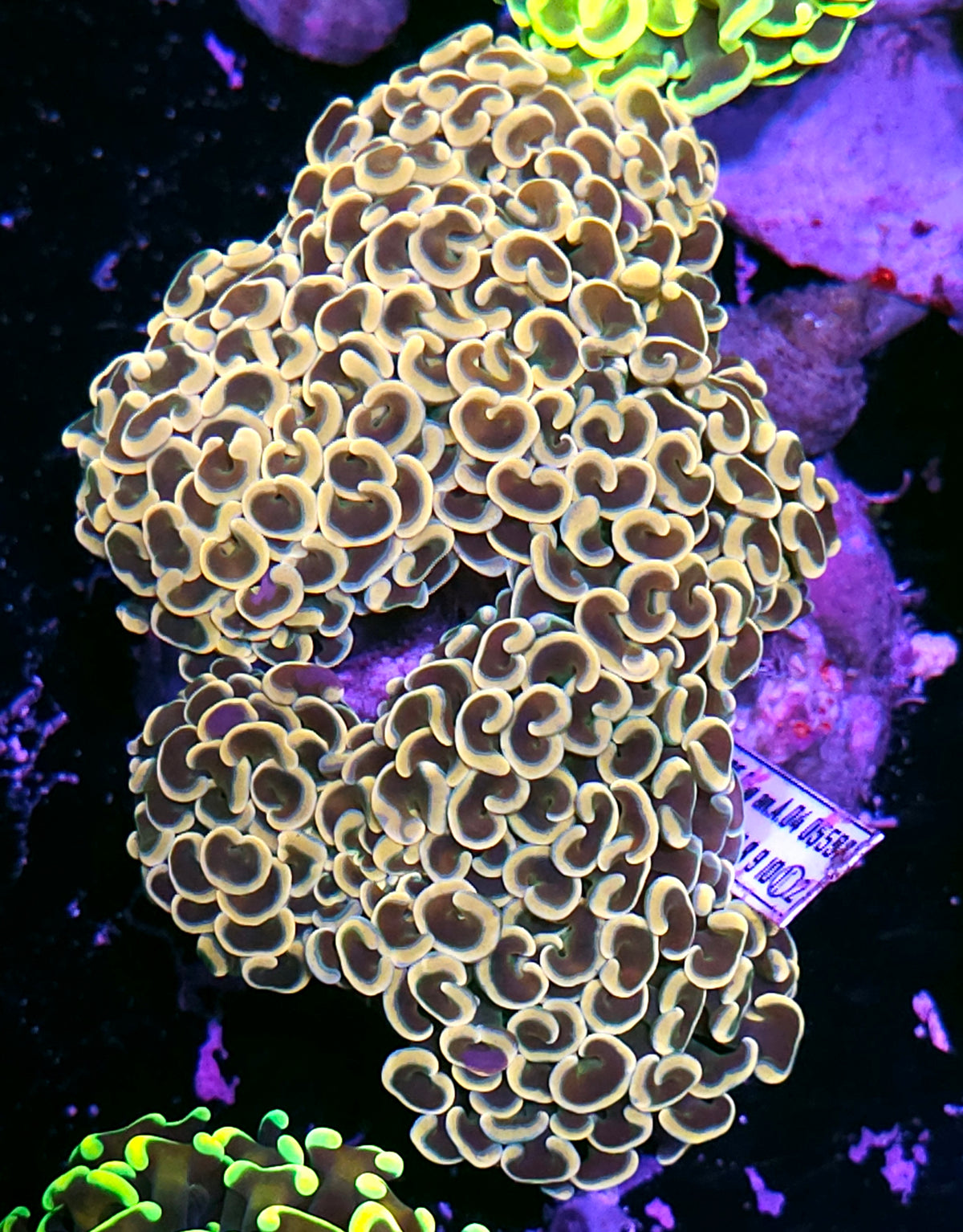 Epic Golden Tip Wall Hammer
