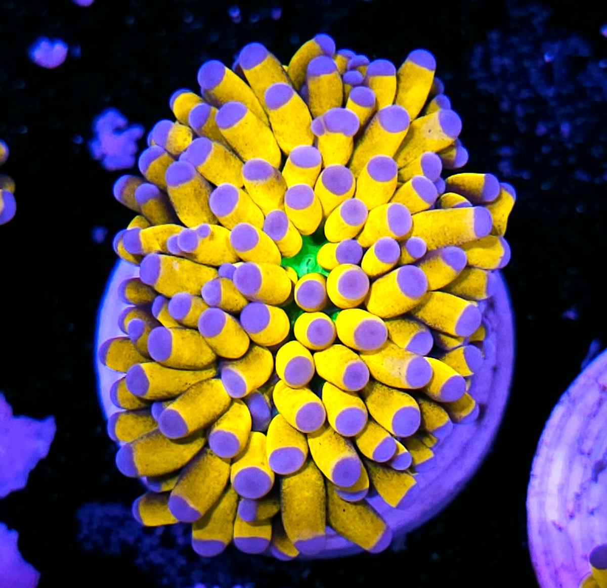 Banana 🍌 Grail Torch