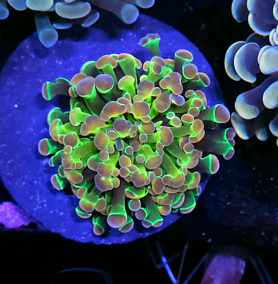 Rainbow Hologram Branching Hammer