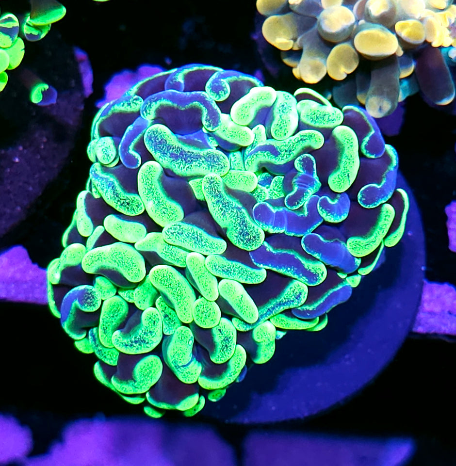 Double Toxic Splatter Branching Hammer
