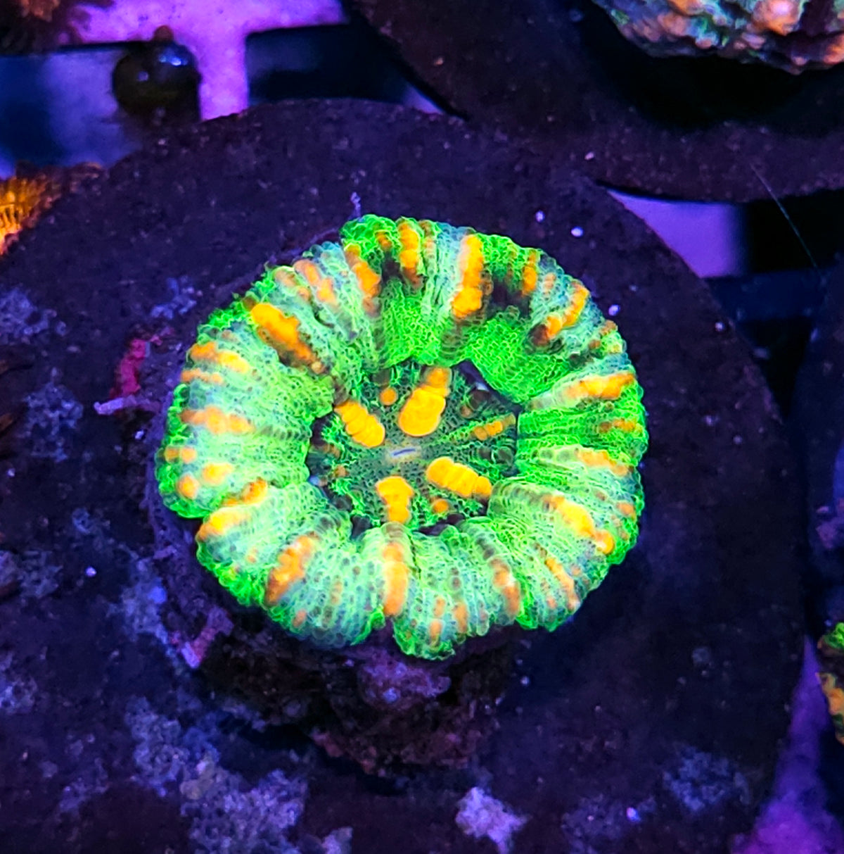 Epic Mini Scolymia