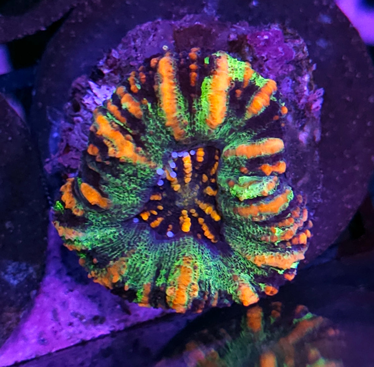 Tiger King Mini Scolymia