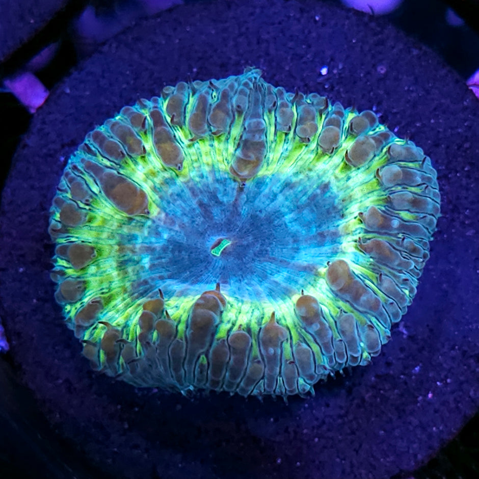 HF Cosmic Glimmer Indonesian Blasto