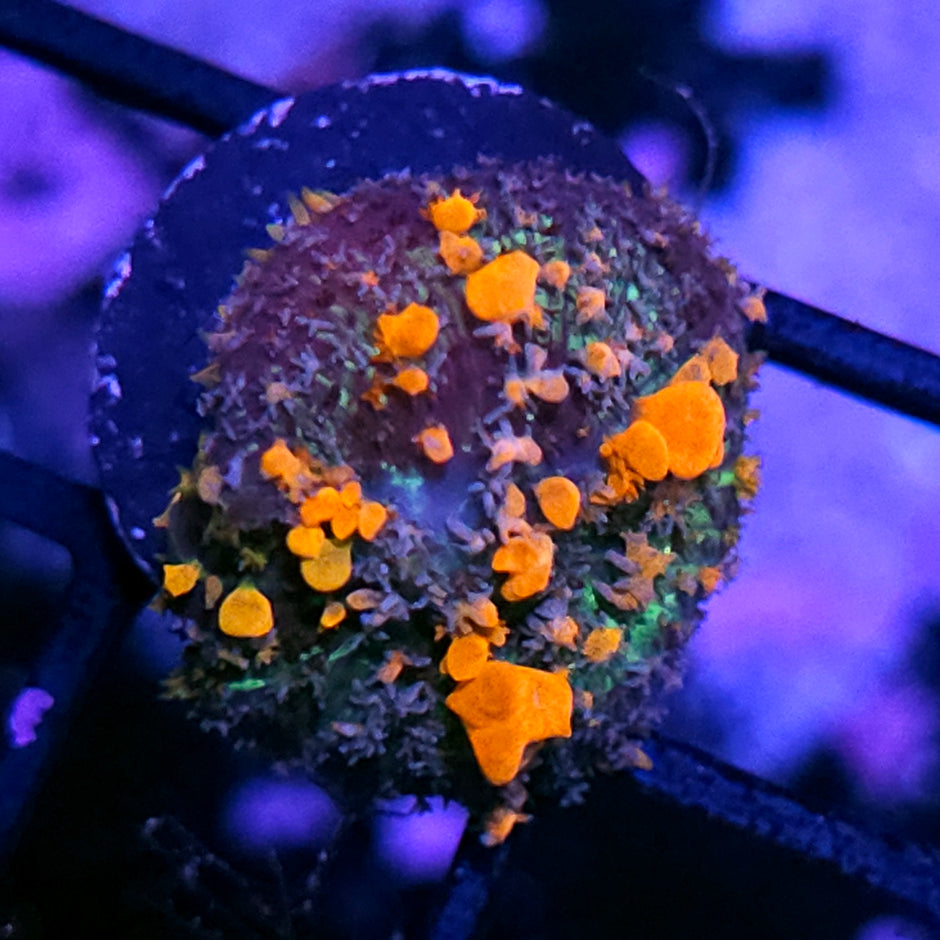 WWC Lineaged Bounce Mushroom