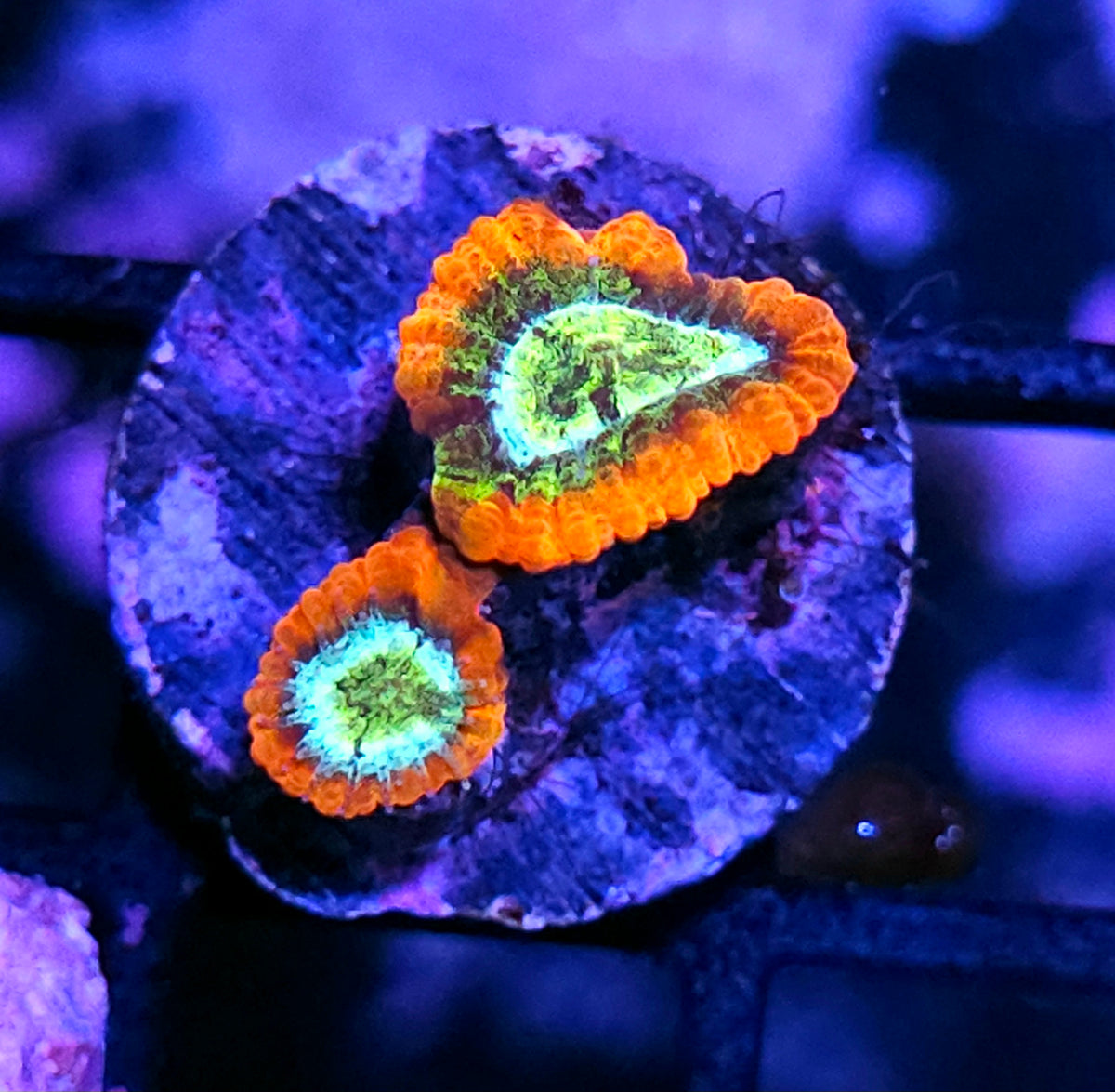 HF Radical Skadatle Micromussa Amakusensis